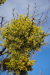 Phoradendron leucarpum