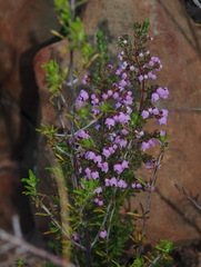 Erica bicolor