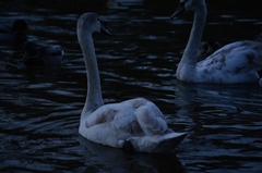 Cygnus olor