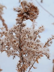Rhopalomyia capitata