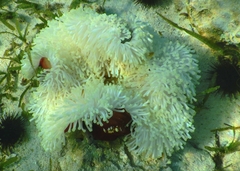 Heteractis magnifica