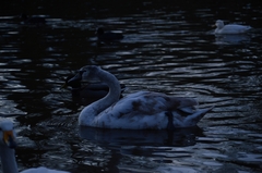 Cygnus olor
