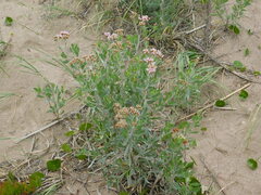 Tessaria absinthioides