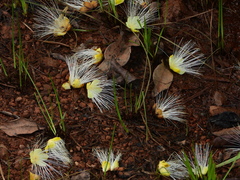 Caryocar microcarpum