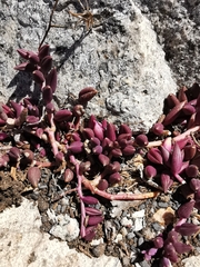 Curio radicans