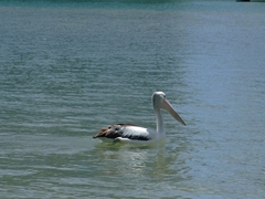 Pelecanus conspicillatus