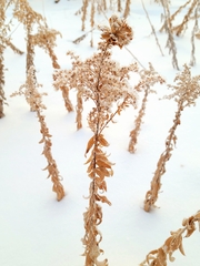 Rhopalomyia capitata