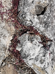 Curio radicans