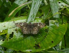 Caprona ransonnettii