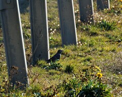 Sturnus vulgaris