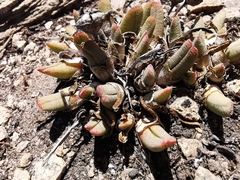 Cheiridopsis rostrata