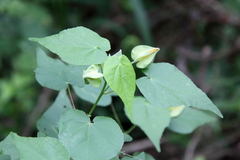 Abutilon hypoleucum