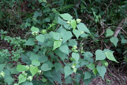 Image of Abutilon hypoleucum by (c) psweet, some rights reserved (CC BY-SA)