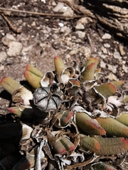 Cheiridopsis rostrata