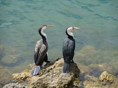 Phalacrocorax varius