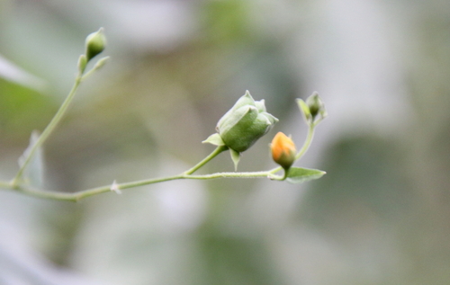 Image of Abutilon trisulcatum by (c) psweet, some rights reserved (CC BY-SA)