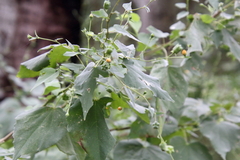 Abutilon trisulcatum