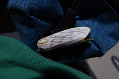 Rhodogastria similis