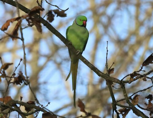 Cotorra de Kramer (Psittacula krameri)