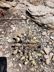 Cheiridopsis rostrata