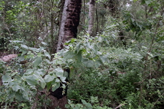Abutilon trisulcatum