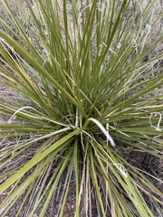 Nolineae