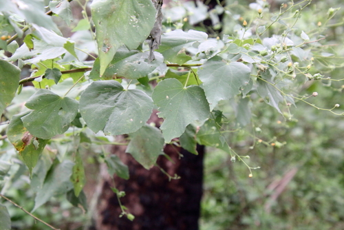 Image of Abutilon trisulcatum by (c) psweet, some rights reserved (CC BY-SA)