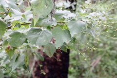 Abutilon trisulcatum