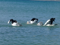 Pelecanus conspicillatus