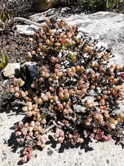 Antimima granitica