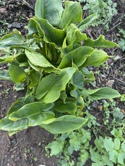 Zantedeschia