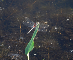 Leucorrhinia orientalis