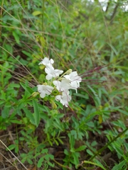 Clerodendrum ternatum