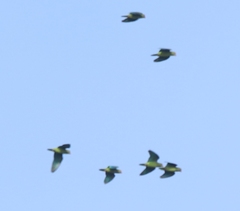 Brotogeris cyanoptera