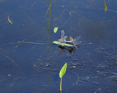 Leucorrhinia orientalis