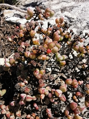Antimima granitica