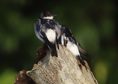 Tachycineta albiventer