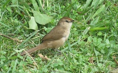 Phacellodomus rufifrons