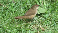 Phacellodomus rufifrons