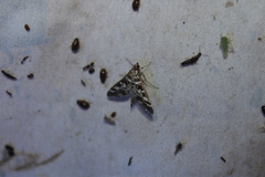 Epipagis forsythae