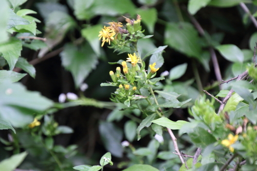 Image of Trixis inula by (c) psweet, some rights reserved (CC BY-SA)