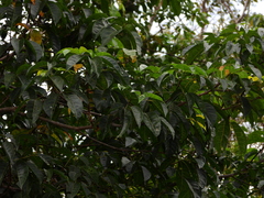 Caryocar microcarpum