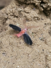 Drosicha