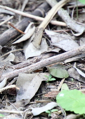 Hermeuptychia sosybius