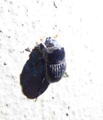 Xinidium dentilabris