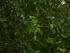 Caryocar microcarpum