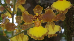 Gomesa imperatoris-maximiliani