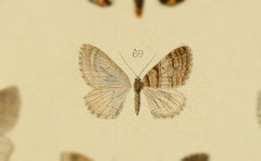 Colostygia pendearia