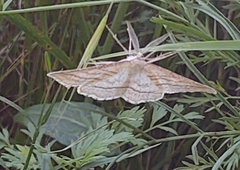 Perconia strigillaria