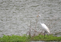 Ardea alba